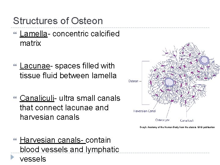Structures of Osteon Lamella- concentric calcified matrix Lacunae- spaces filled with tissue fluid between