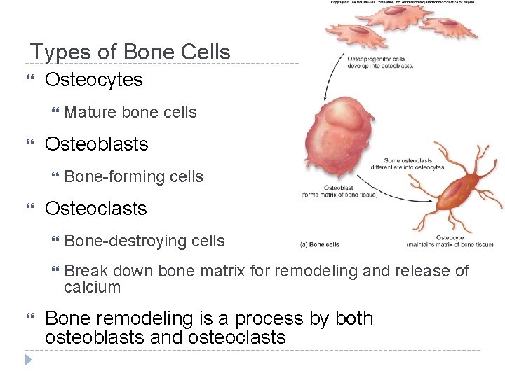 Types of Bone Cells Osteocytes Osteoblasts Mature bone cells Bone-forming cells Osteoclasts Bone-destroying cells