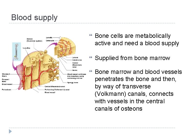 Blood supply Bone cells are metabolically active and need a blood supply Supplied from