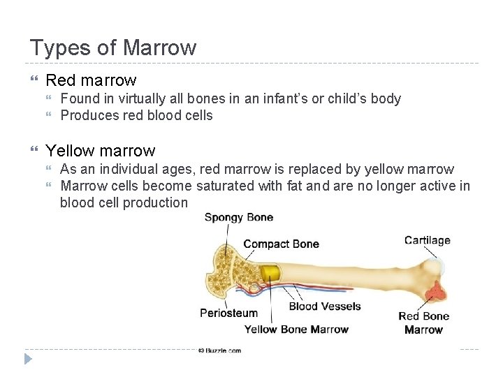 Types of Marrow Red marrow Found in virtually all bones in an infant’s or