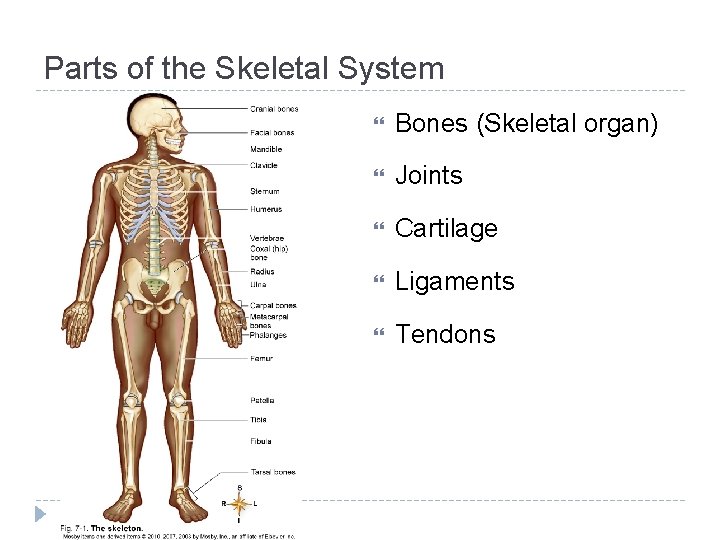 Parts of the Skeletal System Bones (Skeletal organ) Joints Cartilage Ligaments Tendons 