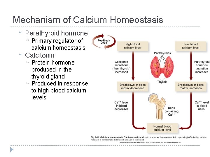 Mechanism of Calcium Homeostasis Parathyroid hormone Primary regulator of calcium homeostasis Calcitonin Protein hormone