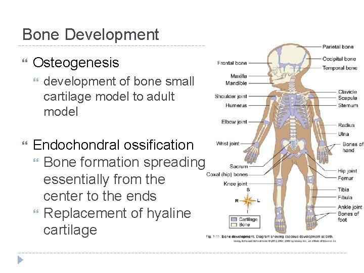 Bone Development Osteogenesis development of bone small cartilage model to adult model Endochondral ossification