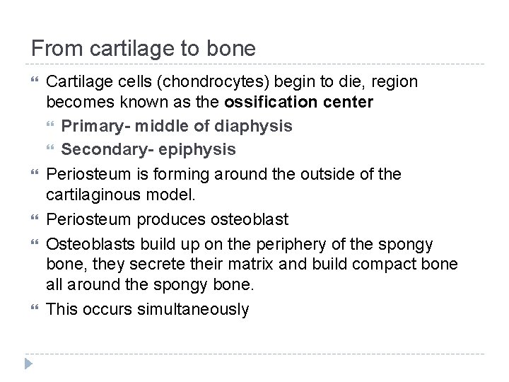 From cartilage to bone Cartilage cells (chondrocytes) begin to die, region becomes known as