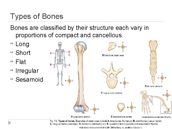 Types of Bones are classified by their structure each vary in proportions of compact
