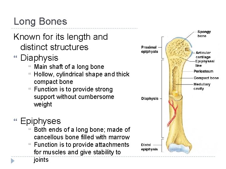 Long Bones Known for its length and distinct structures Diaphysis Main shaft of a