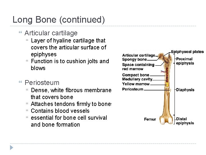 Long Bone (continued) Articular cartilage Layer of hyaline cartilage that covers the articular surface