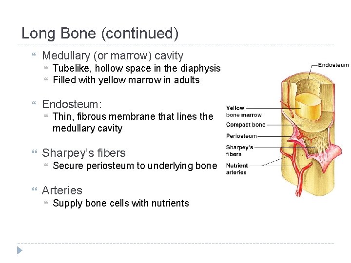 Long Bone (continued) Medullary (or marrow) cavity Endosteum: Thin, fibrous membrane that lines the