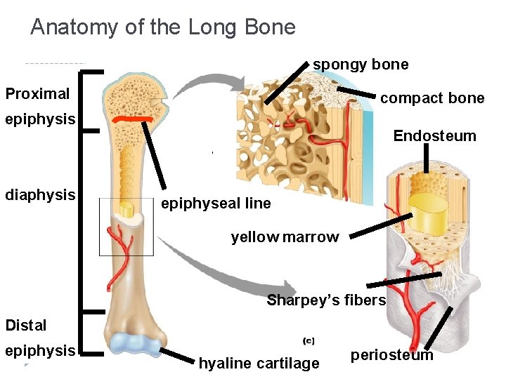 Anatomy of the Long Bone spongy bone Proximal compact bone epiphysis diaphysis Endosteum epiphyseal
