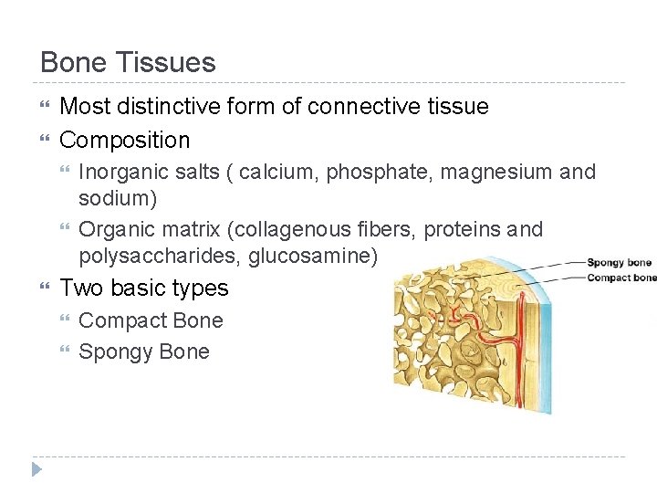 Bone Tissues Most distinctive form of connective tissue Composition Inorganic salts ( calcium, phosphate,