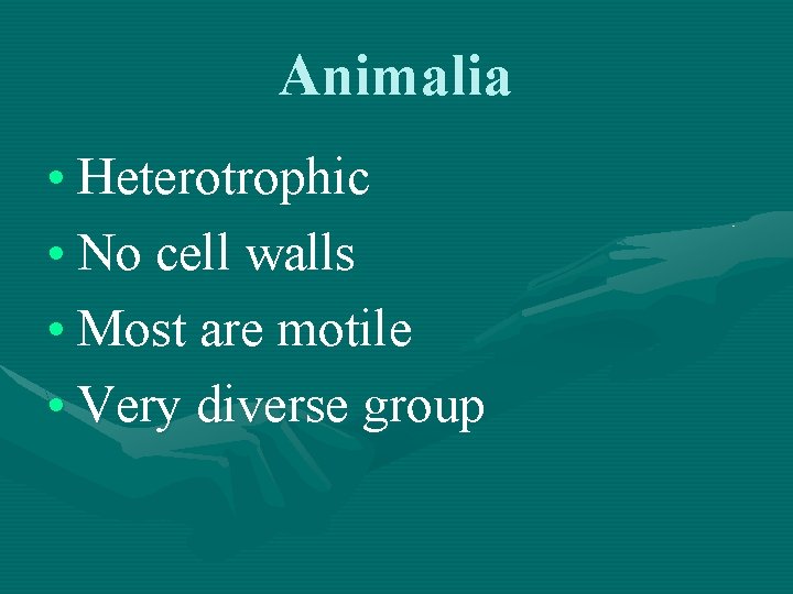 Animalia • Heterotrophic • No cell walls • Most are motile • Very diverse
