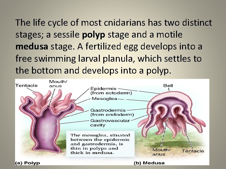 The life cycle of most cnidarians has two distinct stages; a sessile polyp stage
