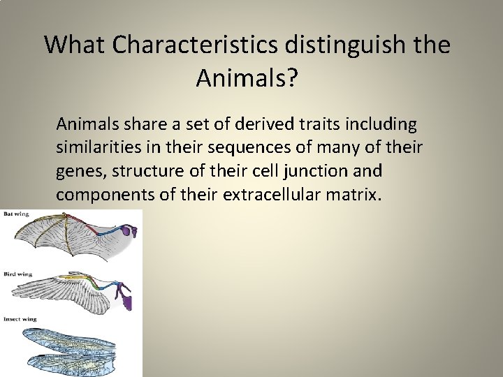 What Characteristics distinguish the Animals? Animals share a set of derived traits including similarities