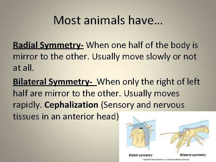 Most animals have… Radial Symmetry- When one half of the body is mirror to