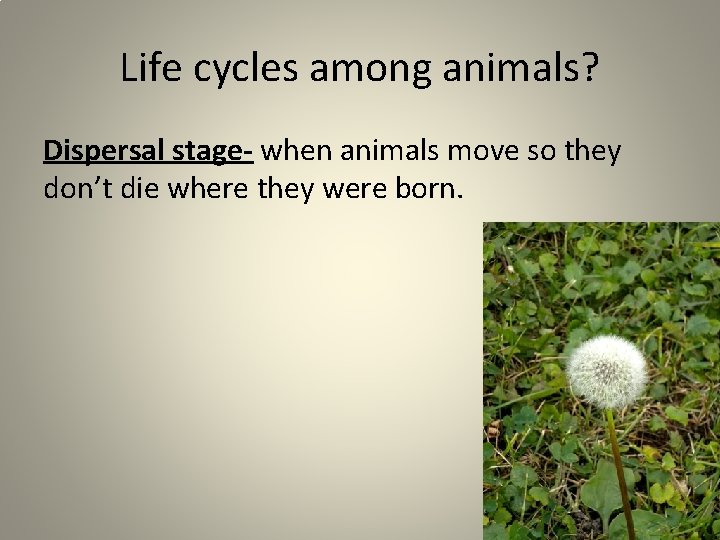 Life cycles among animals? Dispersal stage- when animals move so they don’t die where