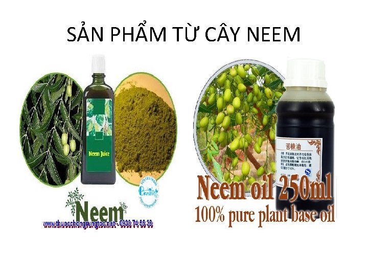 SẢN PHẨM TỪ C Y NEEM 