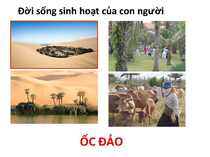 Đời sống sinh hoạt của con người ỐC ĐẢO 