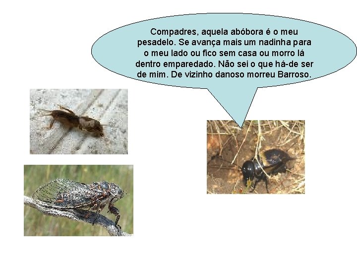 Compadres, aquela abóbora é o meu pesadelo. Se avança mais um nadinha para o Compadres, aquela abóbora é o meu pesadelo. Se avança mais um nadinha para o