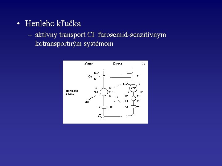  • Henleho kľučka – aktívny transport Cl- furosemid-senzitívnym kotransportným systémom 