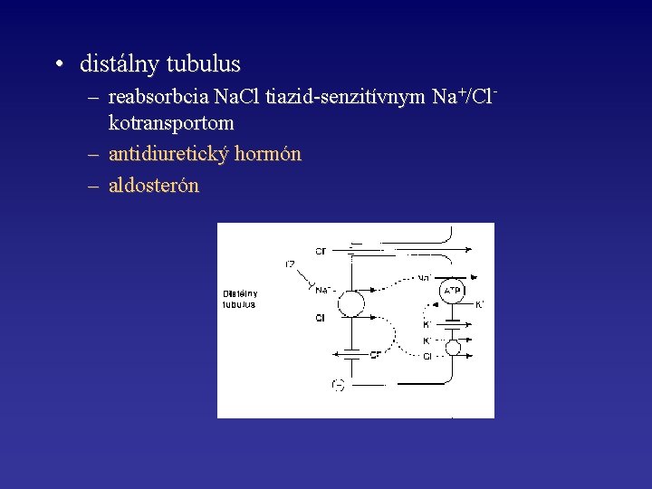  • distálny tubulus – reabsorbcia Na. Cl tiazid-senzitívnym Na+/Clkotransportom – antidiuretický hormón –