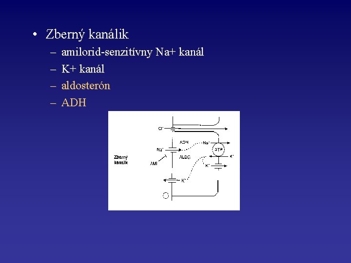  • Zberný kanálik – – amilorid-senzitívny Na+ kanál K+ kanál aldosterón ADH 
