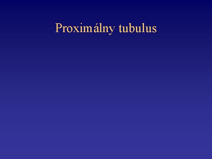 Proximálny tubulus 