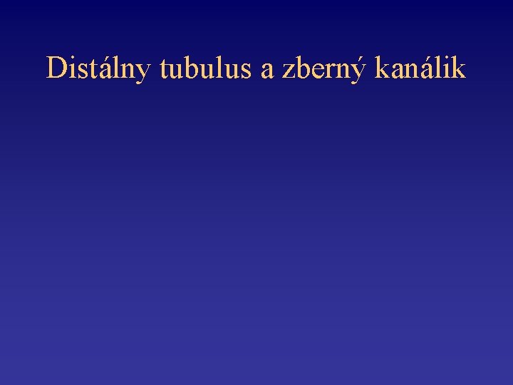 Distálny tubulus a zberný kanálik 