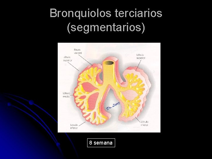 Bronquiolos terciarios (segmentarios) 8 semana 