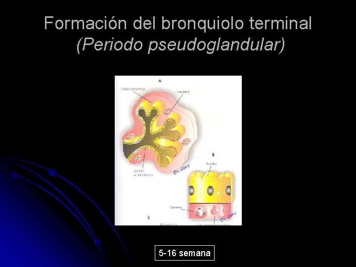 Formación del bronquiolo terminal (Periodo pseudoglandular) 5 -16 semana 