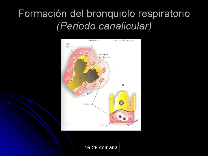 Formación del bronquiolo respiratorio (Periodo canalicular) 16 -26 semana 