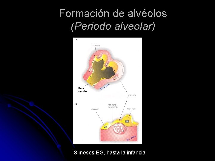Formación de alvéolos (Periodo alveolar) Saco alveolar 8 meses EG, hasta la infancia 