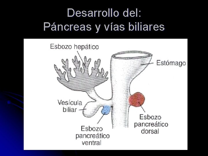 Desarrollo del: Páncreas y vías biliares 