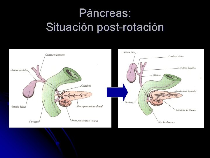 Páncreas: Situación post-rotación 
