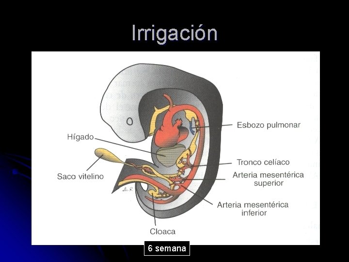 Irrigación 6 semana 