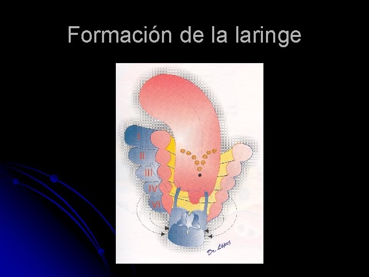 Formación de la laringe 
