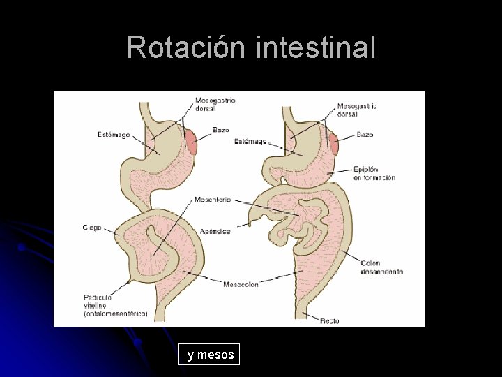 Rotación intestinal y mesos 