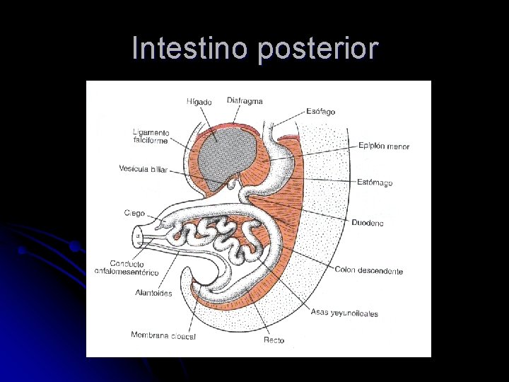 Intestino posterior 