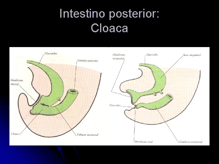 Intestino posterior: Cloaca 