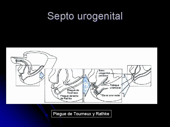 Septo urogenital Piegue de Tourneux y Rathke 