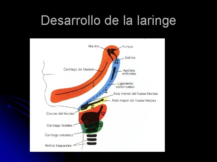 Desarrollo de la laringe 