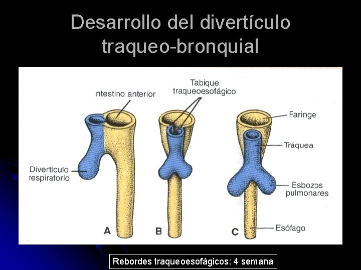 Desarrollo del divertículo traqueo-bronquial Rebordes traqueoesofágicos: 4 semana 