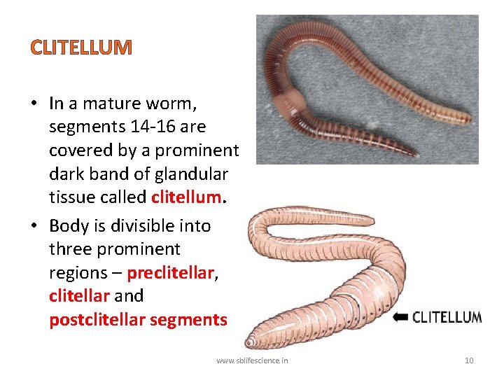 CLITELLUM • In a mature worm, segments 14 -16 are covered by a prominent