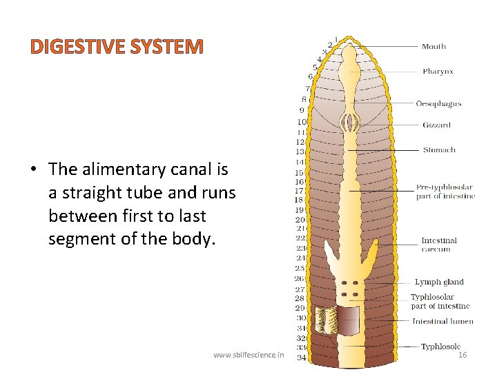 DIGESTIVE SYSTEM • The alimentary canal is a straight tube and runs between first