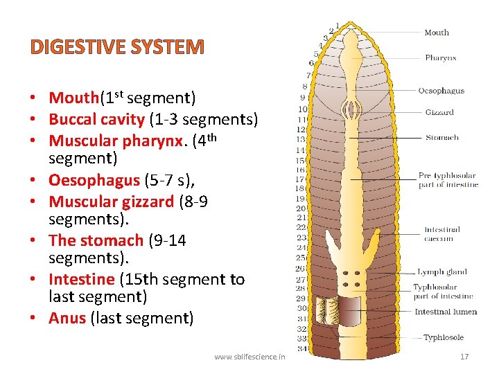 DIGESTIVE SYSTEM • Mouth(1 st segment) • Buccal cavity (1 -3 segments) • Muscular