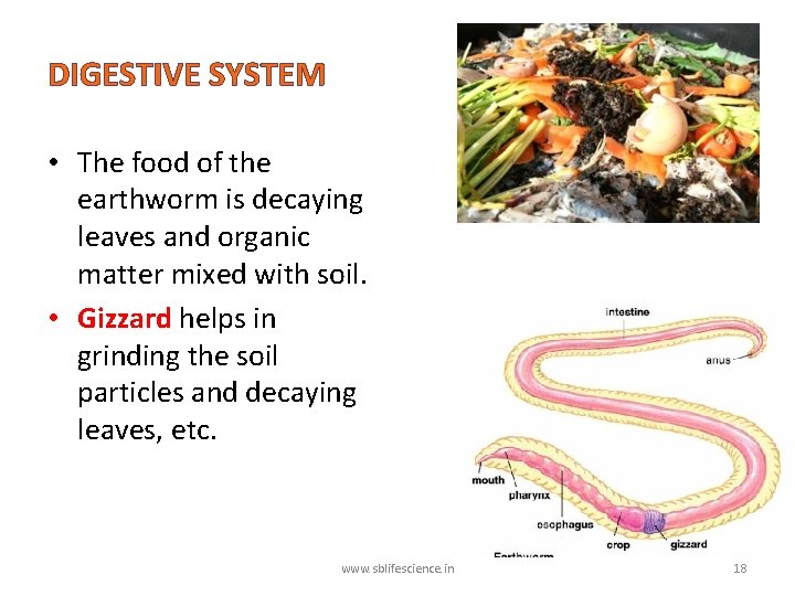 DIGESTIVE SYSTEM • The food of the earthworm is decaying leaves and organic matter
