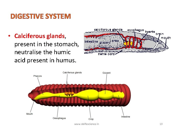 DIGESTIVE SYSTEM • Calciferous glands, present in the stomach, neutralise the humic acid present