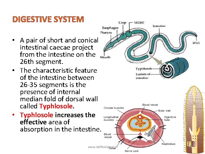 DIGESTIVE SYSTEM • A pair of short and conical intestinal caecae project from the