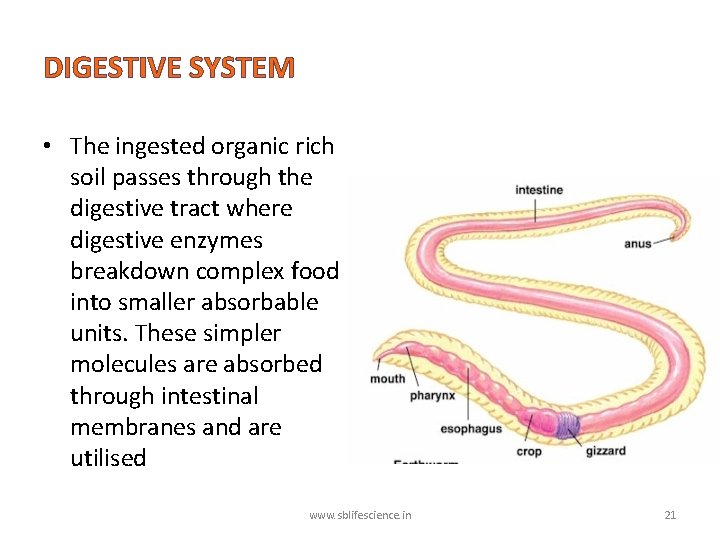 DIGESTIVE SYSTEM • The ingested organic rich soil passes through the digestive tract where