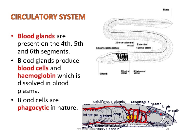 CIRCULATORY SYSTEM • Blood glands are present on the 4 th, 5 th and