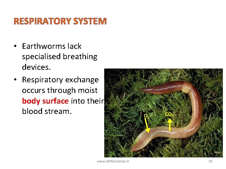 RESPIRATORY SYSTEM • Earthworms lack specialised breathing devices. • Respiratory exchange occurs through moist